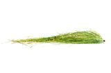 Bauer's Tubenfliege