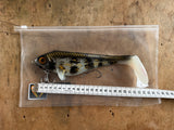 Ulm Lures Snackbite Farbe 2