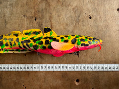 SG Quappe 50cm Disco