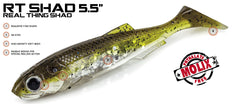 Molix RT Shad 5,5"