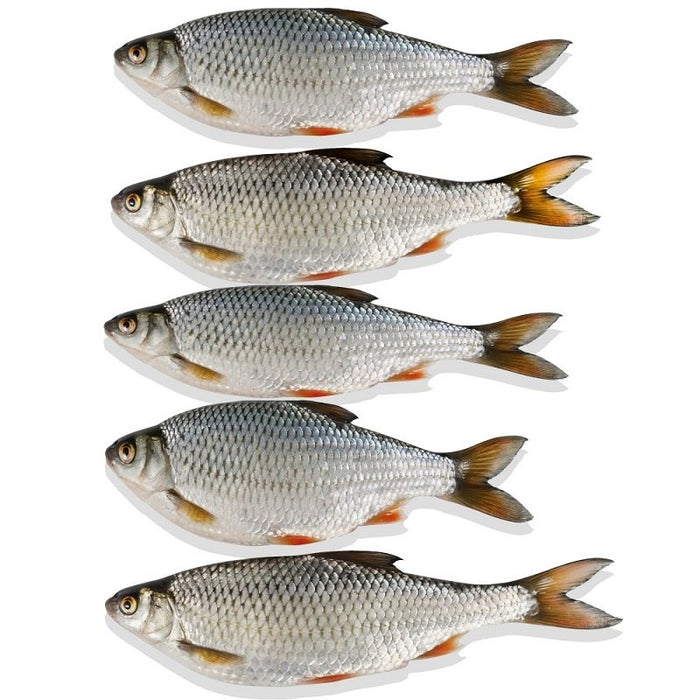 Deadbait Rotaugen (nur Abholung im Geschäft)