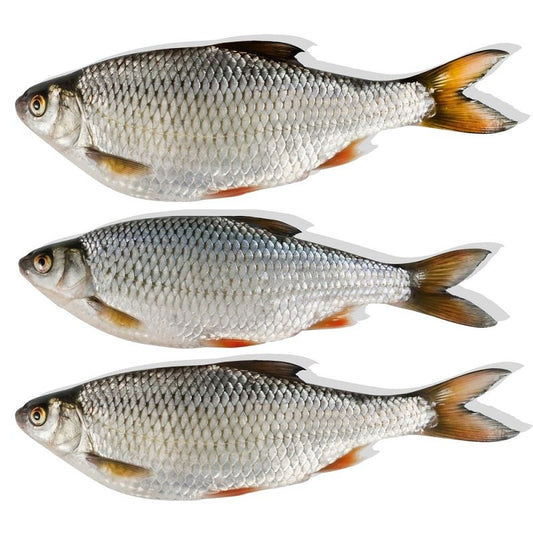 Deadbait Rotaugen (nur Abholung im Geschäft)