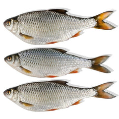 Deadbait Rotaugen (nur Abholung im Geschäft)